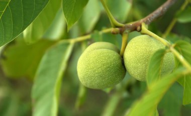 Yeşil ceviz ağaç dalı Bahçe, closeup, Tarih