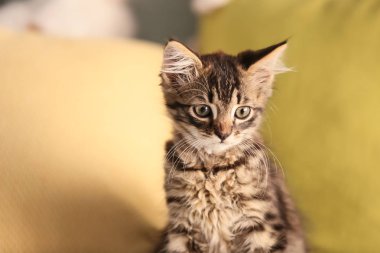 Sevimli kedicik Divan