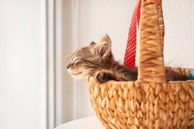 Hasır sepet penceresi yakınındaki, Uyuyan sevimli kedicik