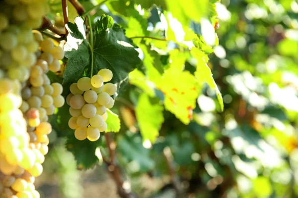 Uvas Jugosas Frescas Maduras Que Crecen Viñedo — Foto de Stock