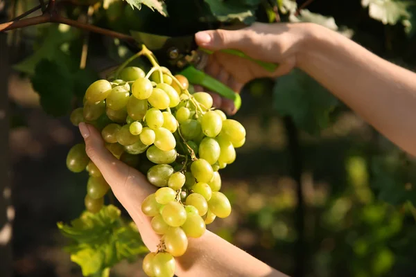 Racimo Corte Mujer Uvas Jugosas Maduras Frescas Con Podadora — Foto de Stock