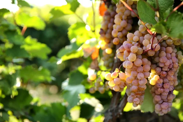 Rijpe Sappige Druiven Groeien Wijngaard — Stockfoto