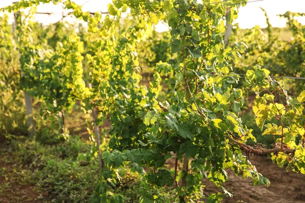 Viñas Verdes Que Crecen Viñedos —  Fotos de Stock