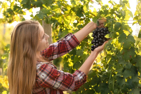 Vrouw Verse Rijpe Sappige Druiven Plukken Wijngaard — Stockfoto