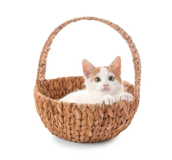 Cute Mały Kotek Wiklinowym Koszu Białym Tle — Zdjęcie stockowe