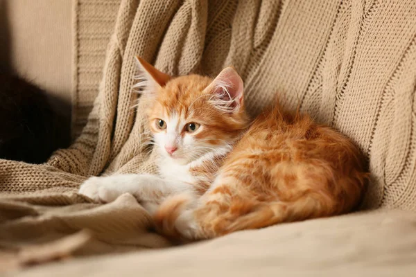 Niedliche Kleine Kätzchen Auf Dem Sofa Hause — Stockfoto