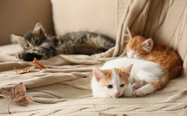 Cute Little Kittens Sofa Home — Stock Photo, Image