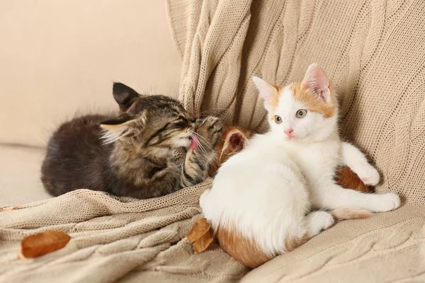 Niedliche Kleine Kätzchen Auf Dem Sofa Hause — Stockfoto