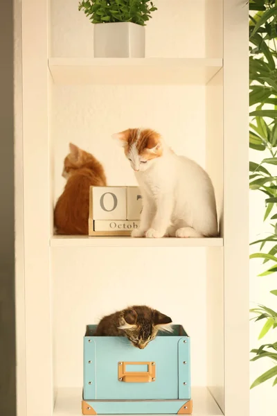 Śliczne Małe Kocięta Półkach Domu — Zdjęcie stockowe