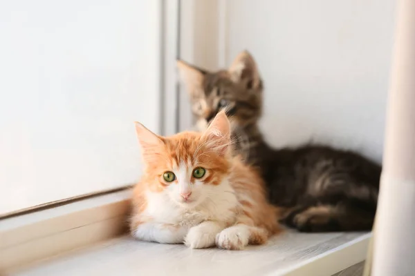 Cute Little Kittens Window Sill — Stock Photo, Image