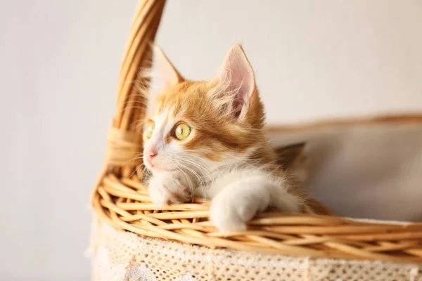 Симпатичный Маленький Котенок Плетеной Корзине Светлом Фоне — стоковое фото