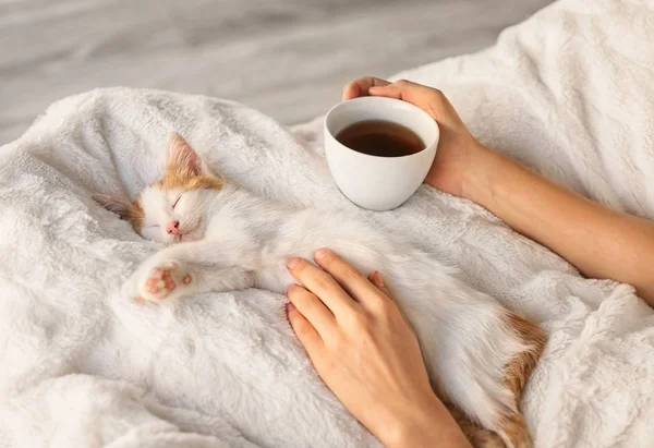 Woman Cute Little Kitten Drinking Tea Home — Stock Photo, Image