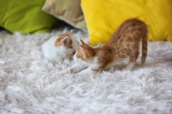 Gatinhos Bonitos Casa — Fotografia de Stock