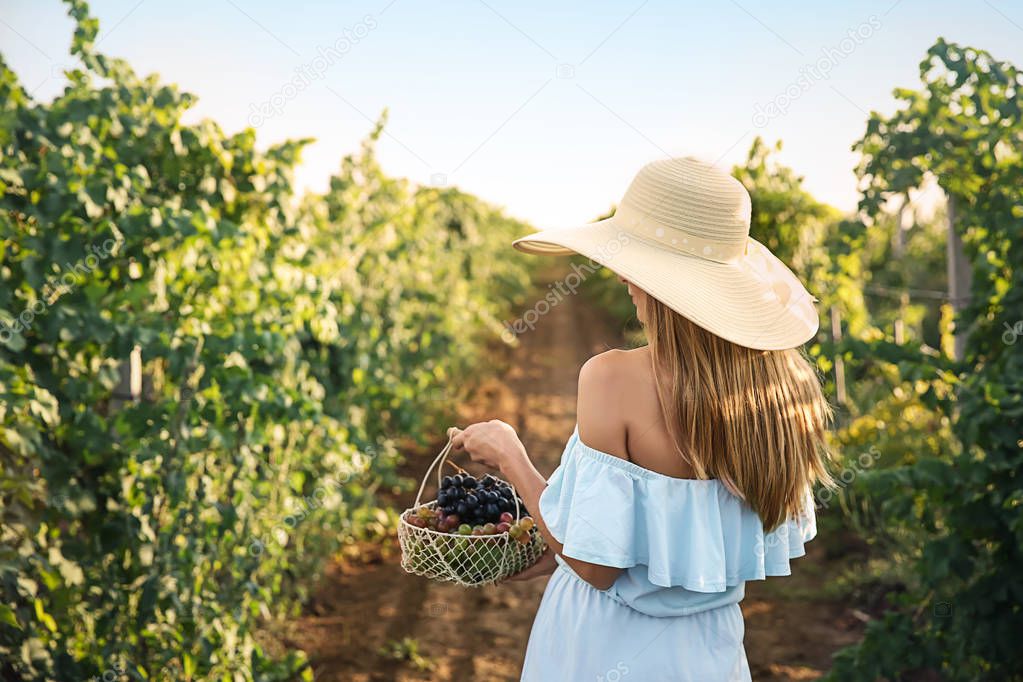 Woman holding basket with fresh ripe juicy grapes in vineyard