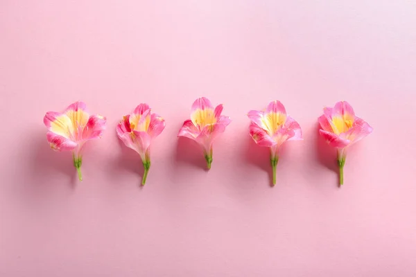 Beautiful Blooming Flowers Color Background — Stock Photo, Image