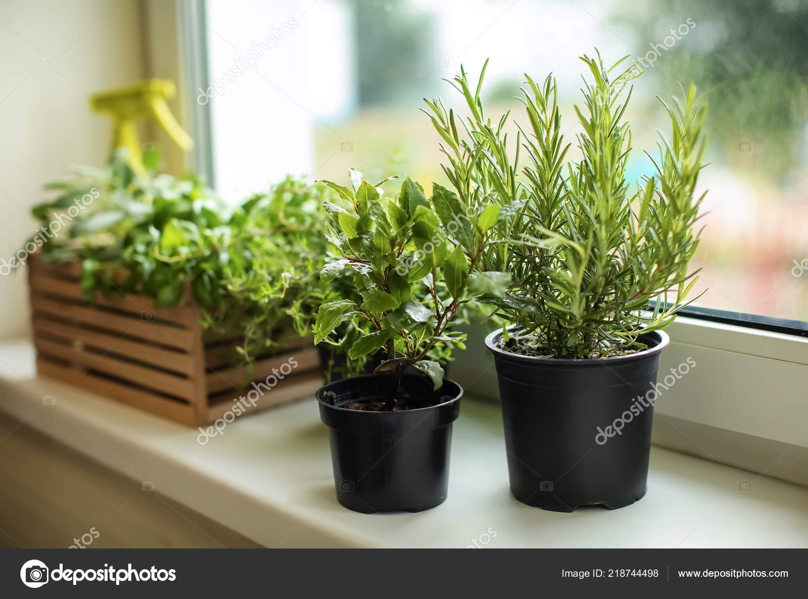 Pots Fresh Aromatic Herbs Windowsill Stock Photo C Serezniy