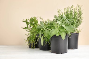 Tencere açık renkli karşı masada taze aromatik otlar ile