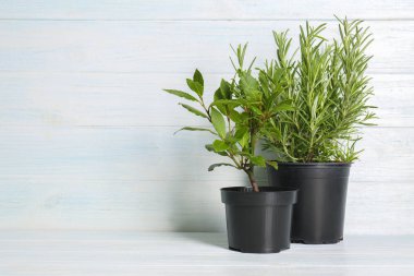 Beyaz ahşap zemin üzerinde taze aromatik otlar ile tencere