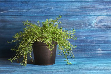 Pot renk ahşap arka plan üzerinde taze aromatik kekik ile