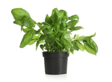 Beyaz arka plan üzerinde taze aromatik fesleğen ile pota