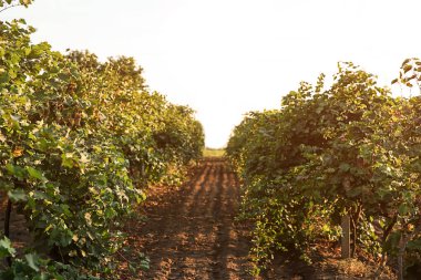 Güneşli taze üzüm ile bağ satır görünümü
