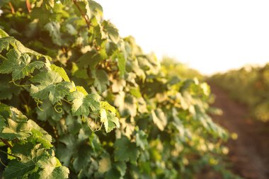 Bağ büyüyen yeşil üzüm üzüm