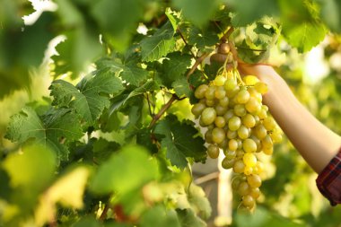 Bağ taze olgun sulu üzüm toplama kadın