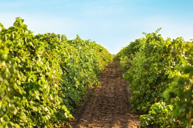 Güneşli taze üzüm ile bağ satır görünümü