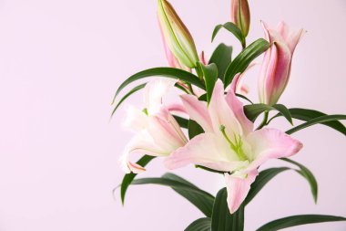 Açık renkli güzel pembe lily çiçekler