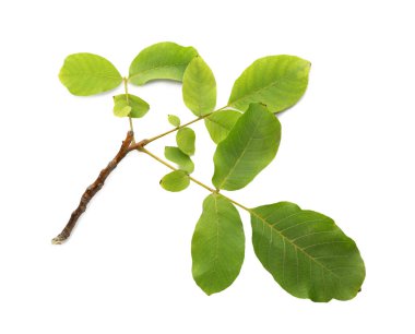 Yeşil ceviz ağacının beyaz zemin üzerine bırakır.