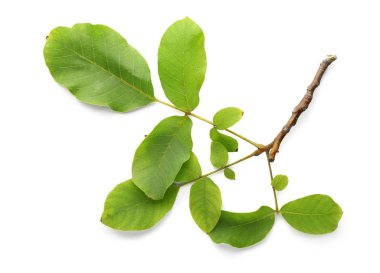 Yeşil ceviz ağacının beyaz zemin üzerine bırakır.