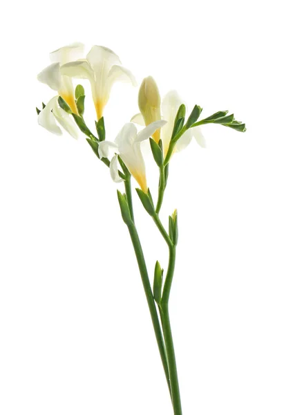 白色背景的美丽花朵 — 图库照片
