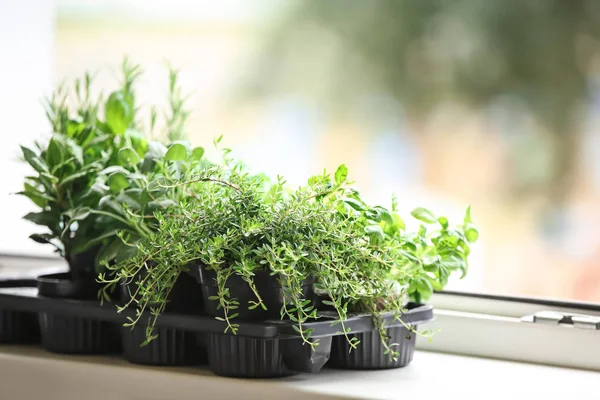 Pot Dengan Aroma Segar Herbal Pada Jendela — Stok Foto