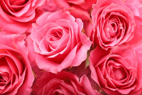 Lindas Rosas Rosa Como Fundo — Fotografia de Stock