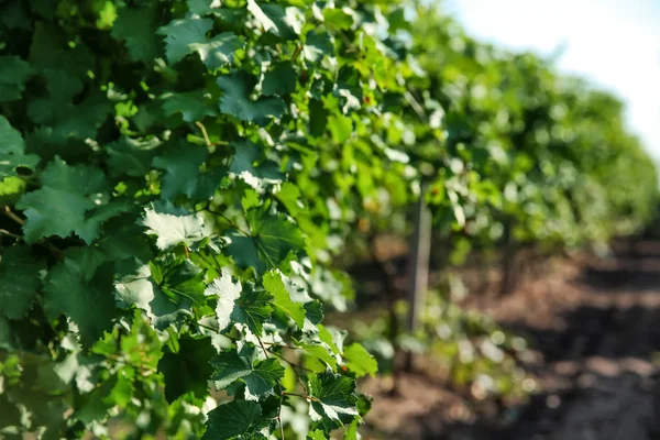 Viñas Verdes Que Crecen Viñedos —  Fotos de Stock