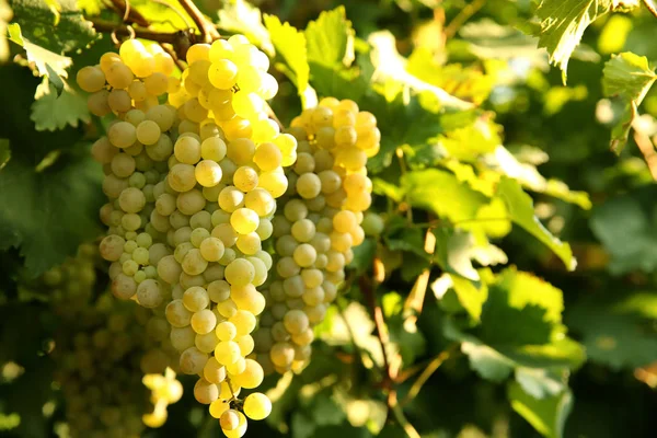 Rijpe Sappige Druiven Groeien Wijngaard — Stockfoto