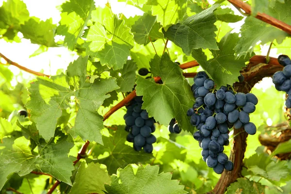 Fresh Ripe Juicy Grapes Growing Vineyard — Stock Photo, Image
