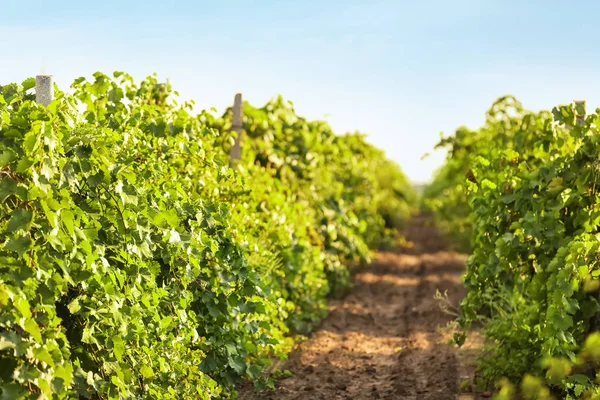 Vista Das Linhas Vinha Com Uvas Frescas Dia Ensolarado — Fotografia de Stock