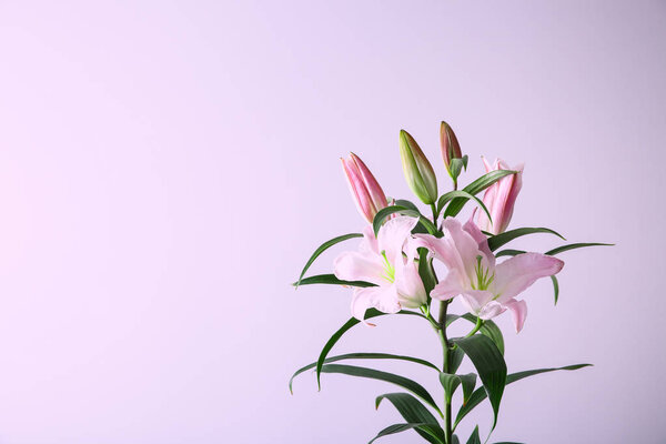 Beautiful pink lily flowers on light background