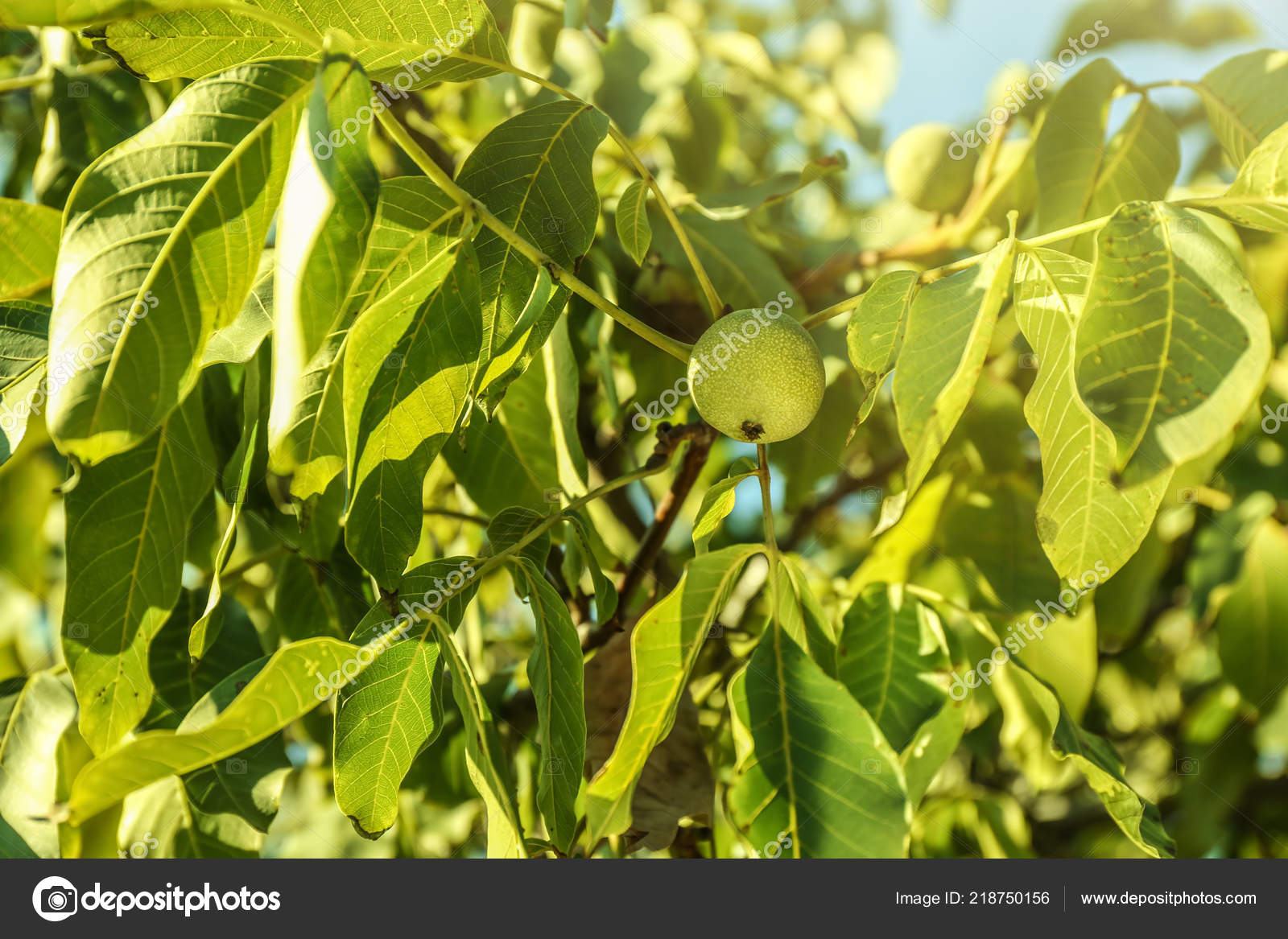 Green Walnut Tree Branch Garden Stock Photo C Serezniy 218750156