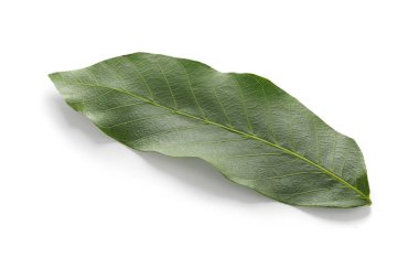 Beyaz arka plan üzerinde ceviz ağacının yaprak yeşil