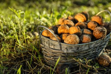 Sepet bahçesinde soyulmamış ceviz ile
