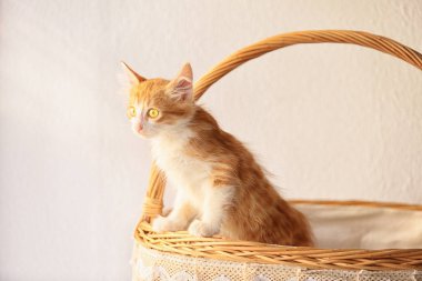 Sevimli küçük kedi yavrusu üzerinde açık renkli hasır sepet