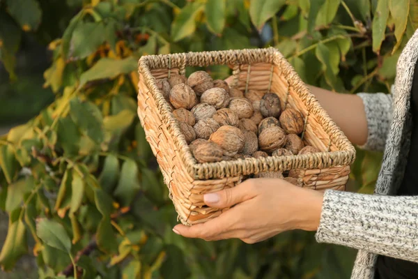 Mujer Sosteniendo Cesta Mimbre Con Nueces Sin Pelar Jardín —  Fotos de Stock