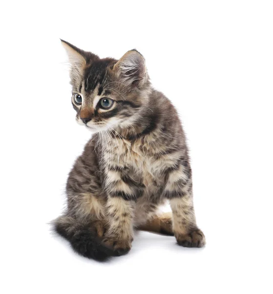 Schattig Klein Katje Witte Achtergrond — Stockfoto