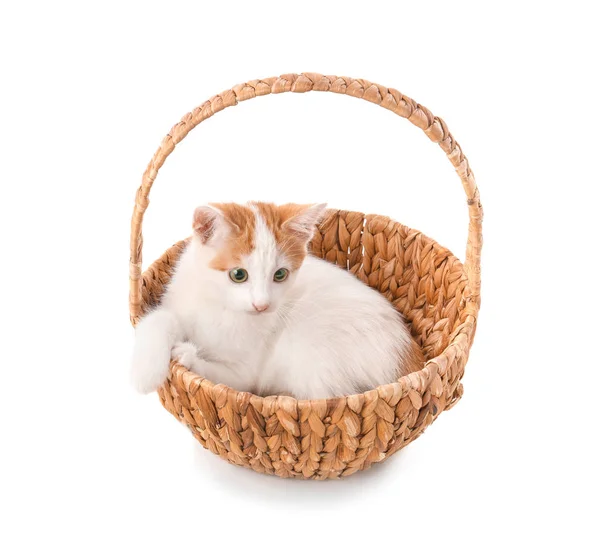 Cute Mały Kotek Wiklinowym Koszu Białym Tle — Zdjęcie stockowe
