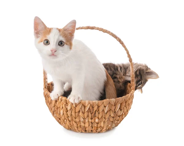 Aranyos Kis Cica Fehér Alapon Fonott Kosárban — Stock Fotó