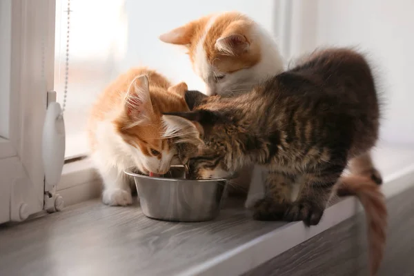 Cute Little Kittens Eating Home — Stock Photo, Image