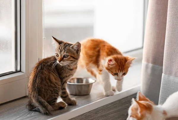 Cute Little Kittens Window — Stock Photo, Image