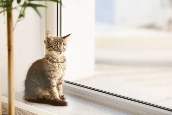 Cute Little Kitten Window Sill — Stock Photo, Image